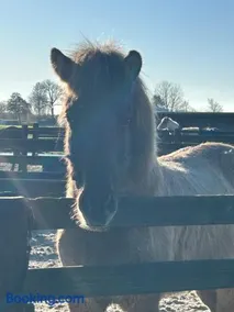 Hestar Husid, het luxe paardenhuis - Image 3