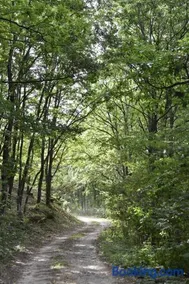 Šumska čarolija - Image 2