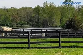 102 Acre Pet Friendly Horse Farm! Bring your horse too! - Image 3