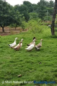 Mars Agro Farm - Shahapur - Image 2