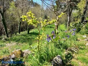 Quinta Do Castermo-Floresta 5 personnes - Image 2