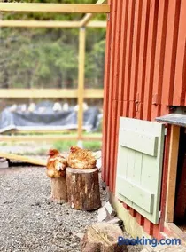 Tiny house Lugnet - forest and microfarm stay - Image 5