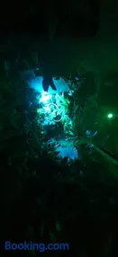 La Jungle Room - Image 4