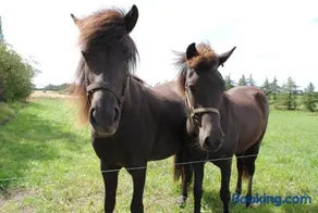 Idyllic Countryside Farm with Horseback Riding - Image 4
