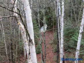 La maison sous les arbres - Image 3