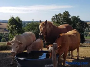 Gîte paisible 3 chambres avec cheminée et animaux admis - Image 3