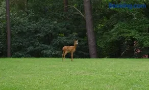 Wald Ferienwohnung Hamburg 1 - Image 2