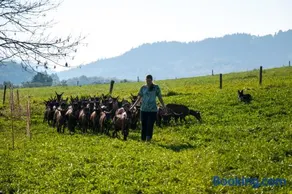 Agroturistika kozí farma Rožnov pod Radhoštěm - Image 1