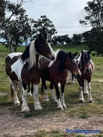 High country trail rides & farmstay - Image 1