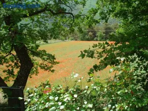B&B face a la foret de cedre - Image 1
