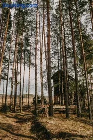 Viking house in the tree! Jacuzzi, Sauna,apkure! - Image 3
