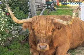 Wake Up to Highland "Coos" - Cozy Farm Suite with Panoramic Views - Image 3
