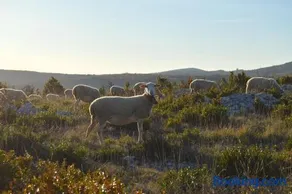 Rêve de Causse - Image 5