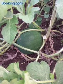 Agroturystyka Porbady - Image 2
