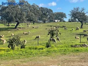 Finca Cerro Verde - Image 3