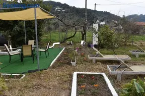 Kerasia's and Dora's garden - Image 3