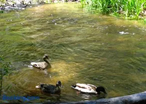 RR-Birch Creek 8 - Image 2
