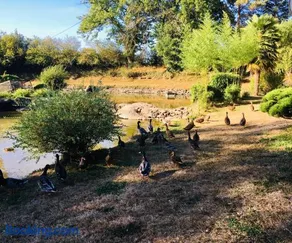 Le refuge des canards - Image 3