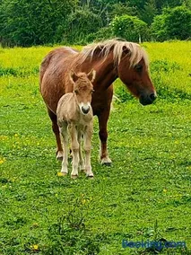L'Apto - Gîtes à la ferme - Jardin avec plancha - Image 2
