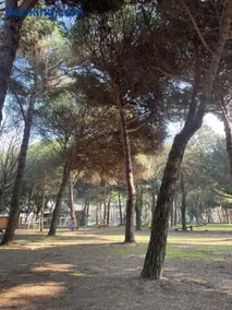 Pineta Mare - Image 3