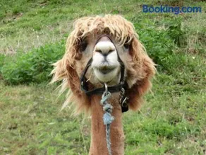 Zirben Troadkasten - Image 1