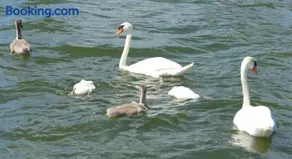 't Anker - Image 3