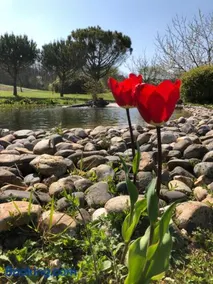 Le Hameau des Coquelicots - Image 3