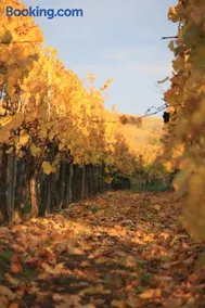 Gites des Dix Vins - Image 2