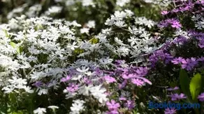 Hourokusha - Vacation STAY 13417 - Image 3