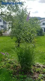 Appartamento accogliente e familiare con giardino, griglia e terrazza - Image 5
