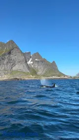Lofoten Bed & Breakfast Reine - Rooms & Apartments - Image 4