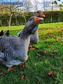 Fully equipped private guesthouse for up to 4 guests, quiet countryside location, only 30 minutes from Rotterdam, free parking, WiFi and large garden - Image 3