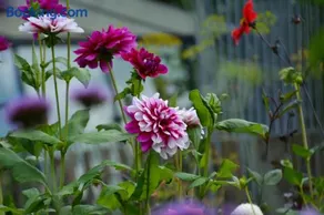 Bed & Bloemen - Image 2