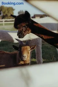 Au Porte Bonheur - Image 2