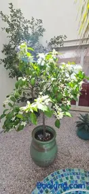 Casa Esperanto - Image 3