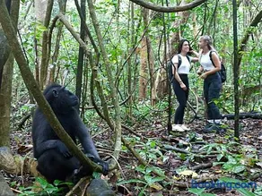 Tangkoko Ranger Homestay - Image 3
