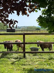 Le petit paddock - Image 3