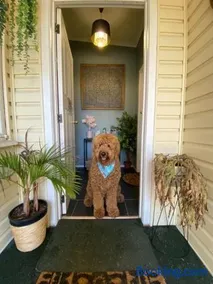 Yours and Theirs Pet Friendly Accommodation - Image 2