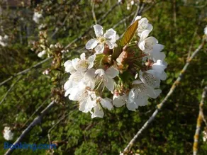Gîte rénové au calme avec jardin clos à Boissets - Image 1