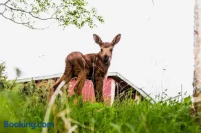 Moose Garden - Image 5
