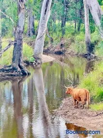 Highland Cattle Farm Stay at Elveden by Narraburra - Image 2