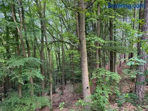 Chalet dans les bois avec bain nordique et cinéma - Image 1