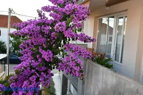 Family apartment B&B - Image 1