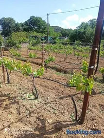 Vineyard of Valta - Image 3