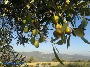 Colle Bianco - Image 2