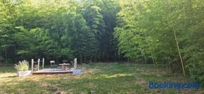 Les bambous - Image 3