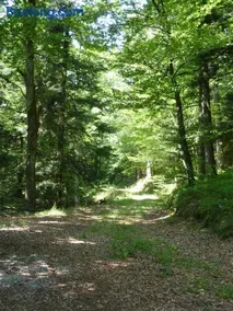 Gasthaus zum Schwanen - Image 2
