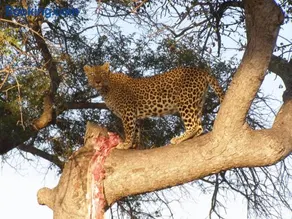 Thornybush Simbambili Lodge - Image 3