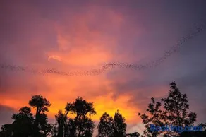 Bat Cave Glamping Khao Yai - Image 3