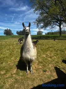 La Ferme des Lamas Dordogne - Image 2